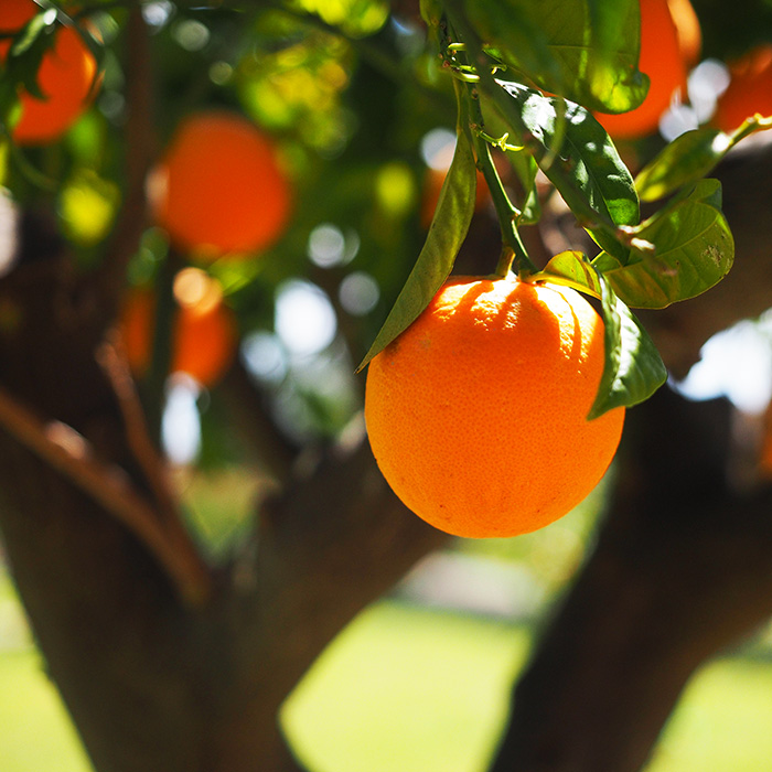 oranges.jpg